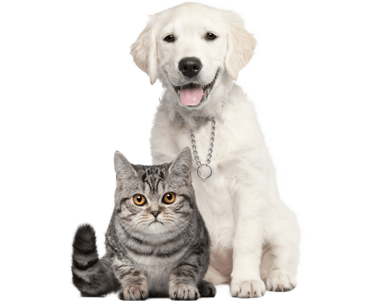 golden retriever puppy next to a british shorthair cat