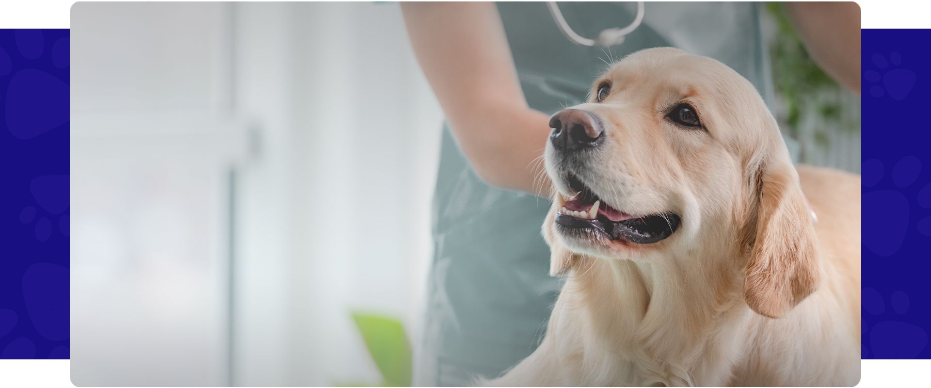 smiling golden retriever dog at the vet