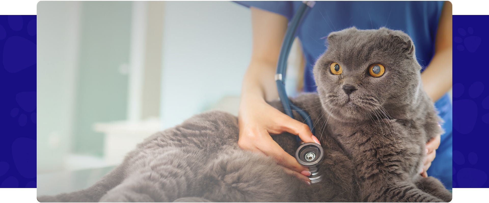 adorable gray cat at the vet