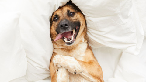Pet Dental Care: Why It's Important and How to Do It. Alpharetta, GA