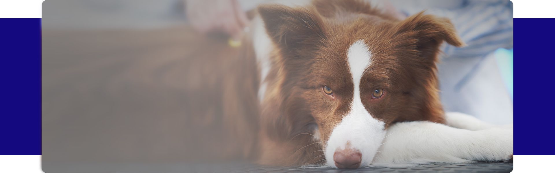 Brown border collie dog during the vet visit