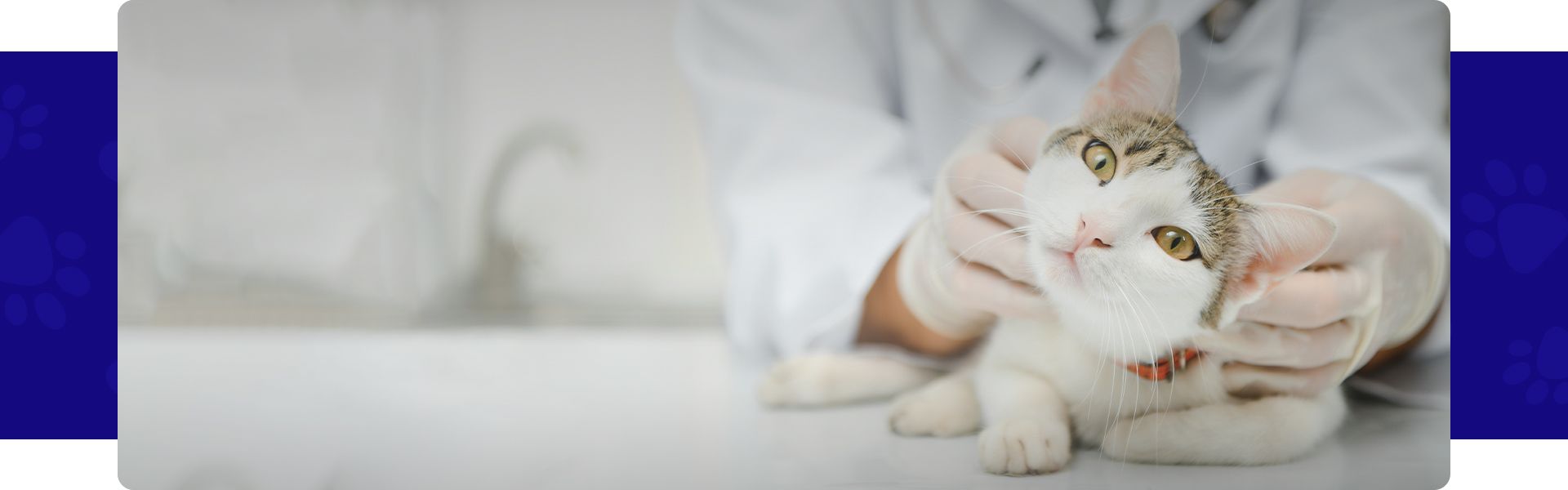 vet petting cat