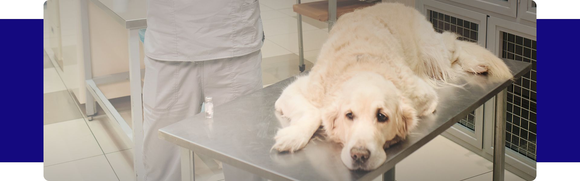 Vet holding preparing syringe for the dog to make painkiller before operation