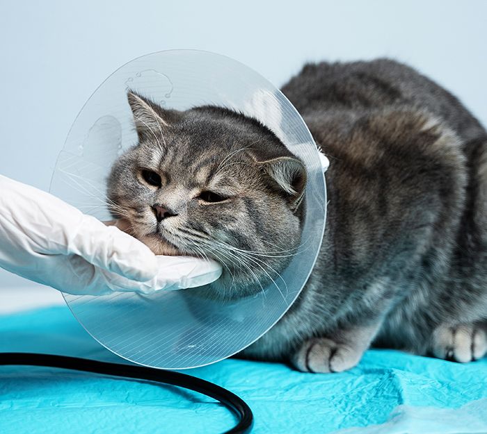 gray cat after surgery