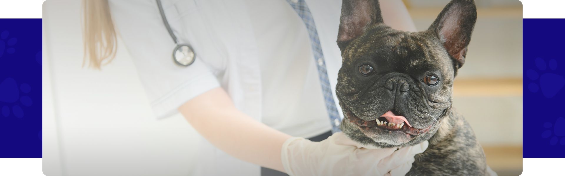 vet checking french bulldog