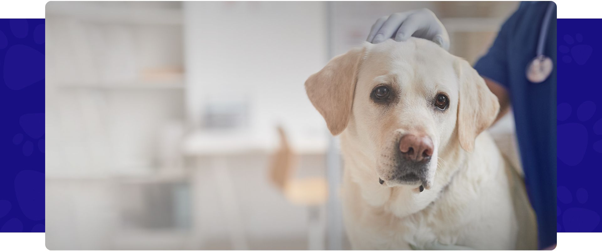 white labrador dog at the vet